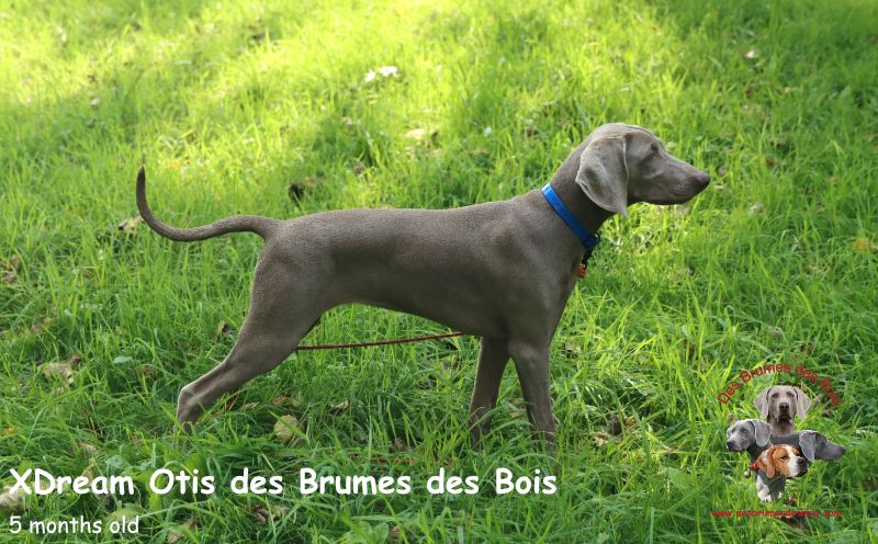 Xdream otis Des brumes des bois