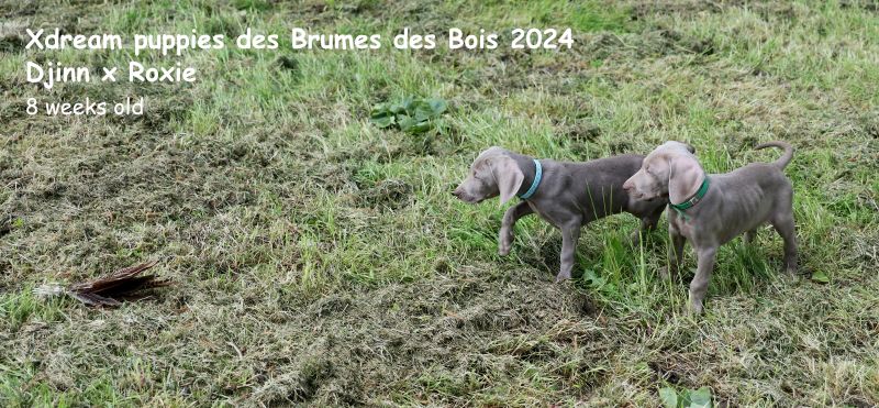 Xdream otis Des brumes des bois