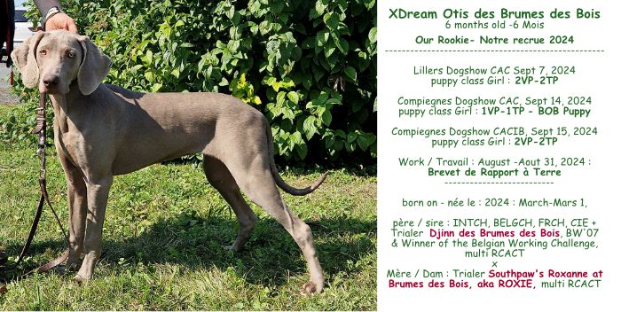 Xdream otis Des brumes des bois