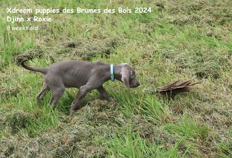 Xdream otis Des brumes des bois