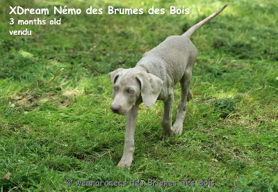 XDream Nemo des brumes des Bois 