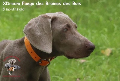 XDream Fuego des Brumes des Bois