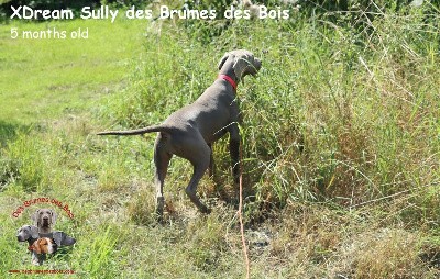 XDream Sully des Brumes des Bois