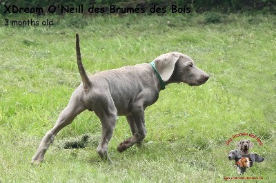 XDream O'Neill des Brumes des Bois