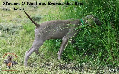 XDream O'Neill des Brumes des Bois