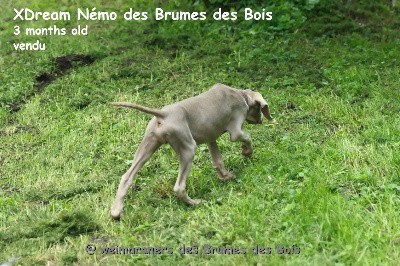 XDream Nemo des brumes des Bois 