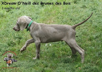 XDream O'Neill des Brumes des Bois