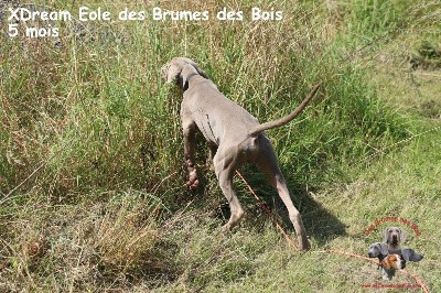 XDream Eole des Brumes des Bois