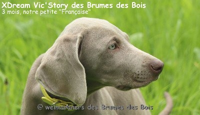 XDream Vic'Story des Brumes des Bois