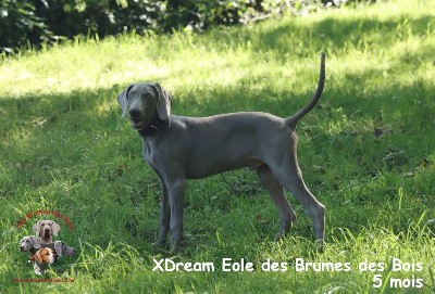 XDream Eole des Brumes des Bois