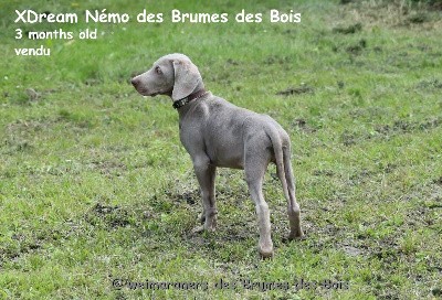 XDream Nemo des brumes des Bois 