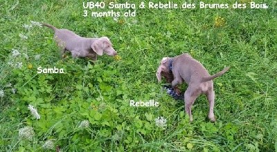 UB40 Samba des Brumes des Bois