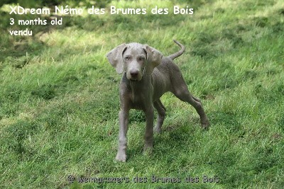 XDream Nemo des brumes des Bois 