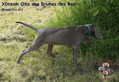 XDream Otis des Brumes des Bois