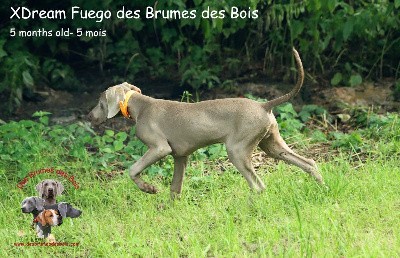 XDream Fuego des Brumes des Bois