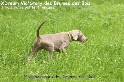 XDream Vic'Story des Brumes des Bois