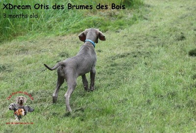 XDream Otis des Brumes des Bois