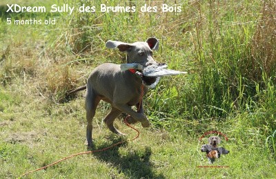 XDream Sully des Brumes des Bois