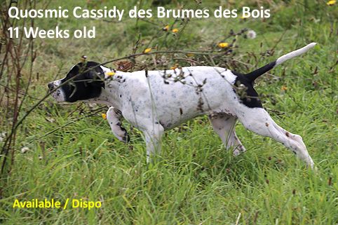  Quosmic Cassidy  des Brumes des Bois