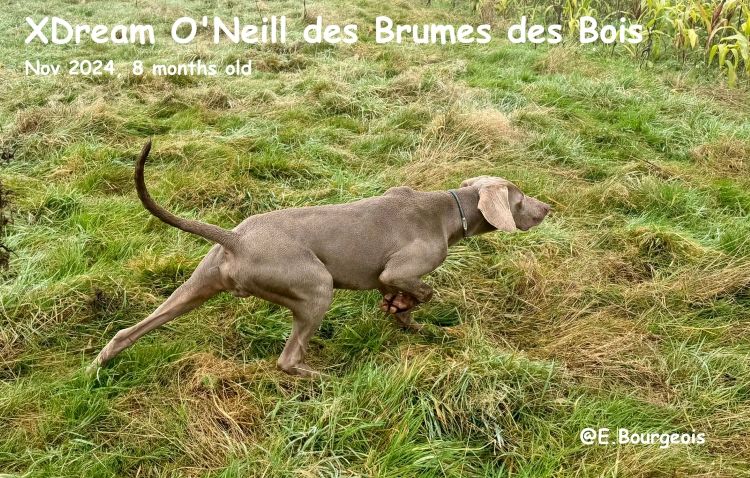 Xdream o'neill Des brumes des bois