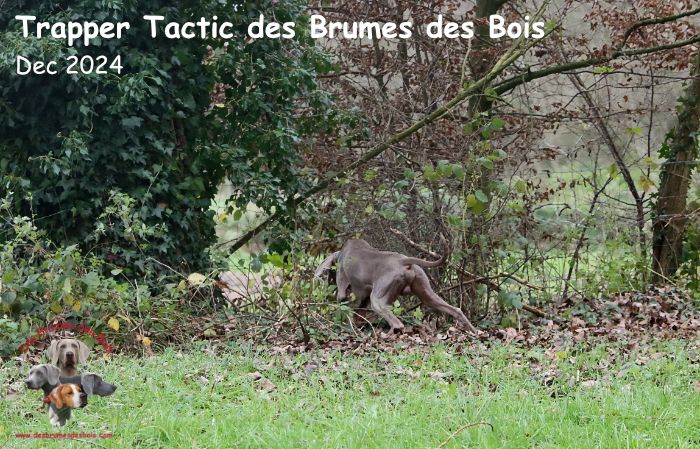 Trapper tactic Des brumes des bois