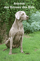 Artemis Des brumes des bois