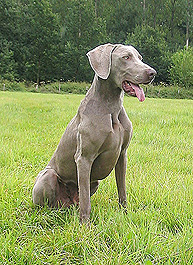Billy Des brumes des bois