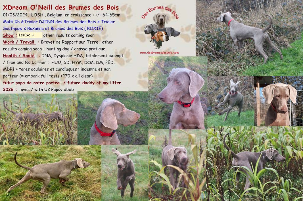Xdream o'neill Des brumes des bois